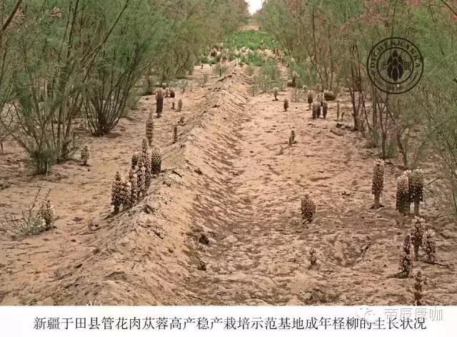 1531450338135670.jpg 3 新疆于田县德赢vwin登录
高产稳产栽培示范基地.jpg