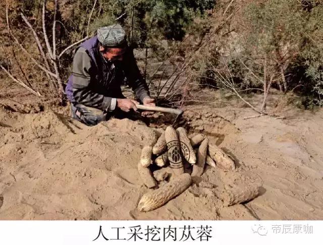 1531450363428940.jpg 4 人工采挖肉苁蓉.jpg