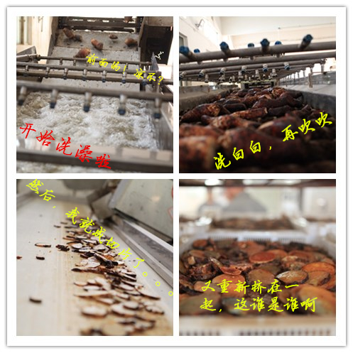 肉苁蓉切片的加工过程 肉苁蓉切片的加工过程