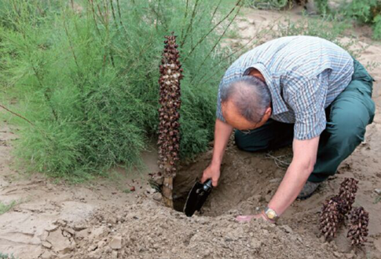 肉苁蓉图片 肉苁蓉图片