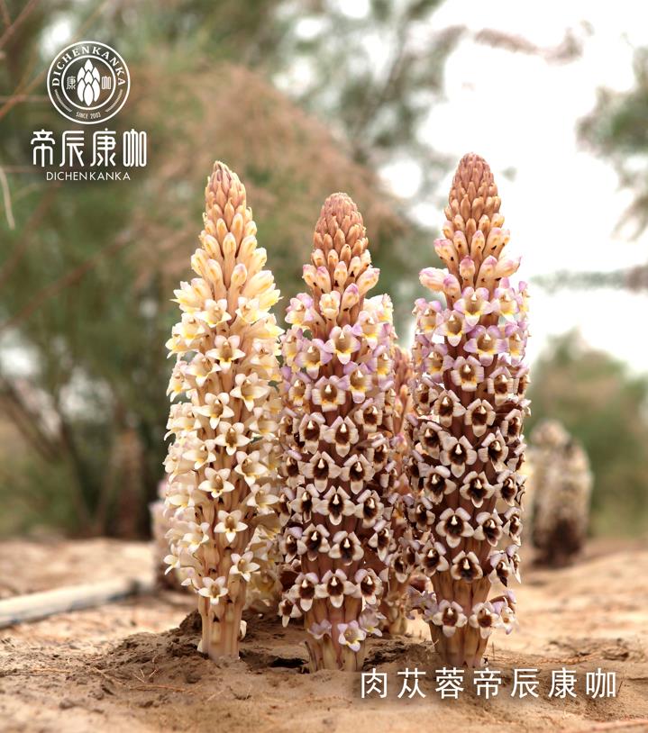 帝辰肉苁蓉 www.www.wagawa.com 帝辰肉苁蓉 www.www.wagawa.com