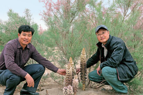 人工种植的肉苁蓉